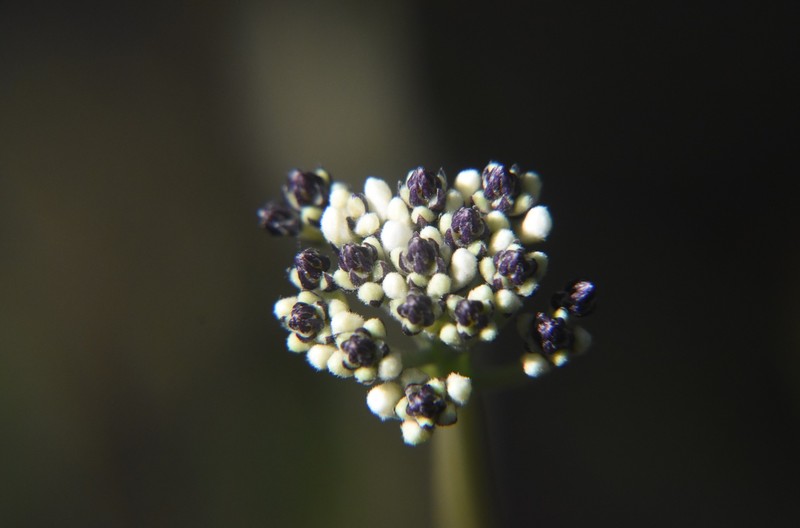 Conospermum longifolium subsp. longifolium