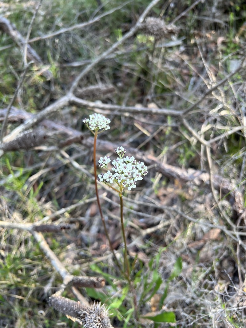 Conospermum longifolium subsp. longifolium photo 2