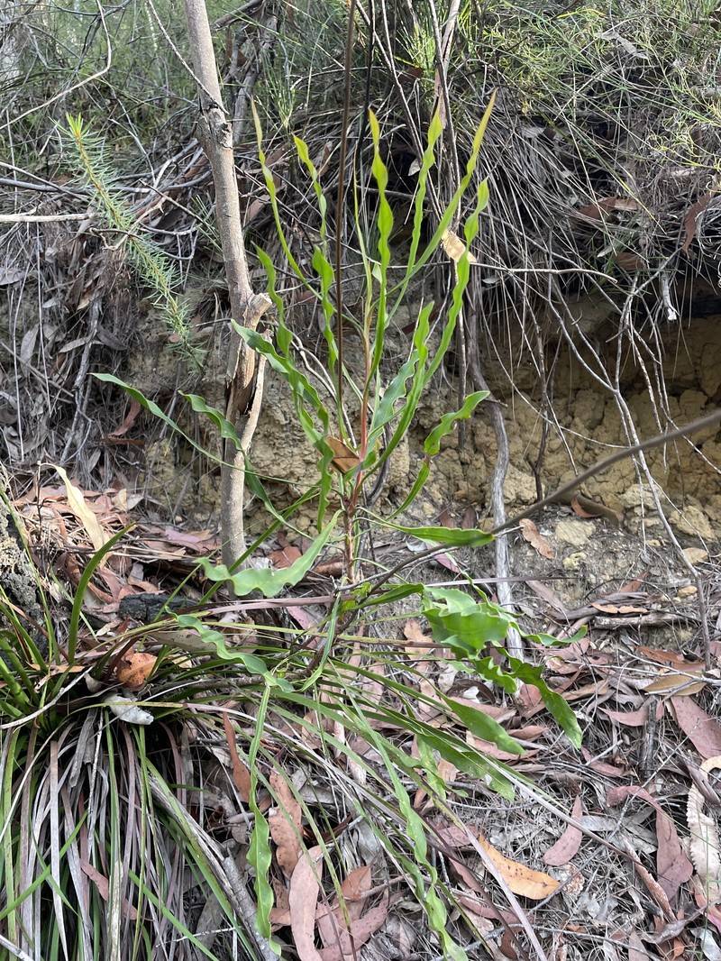Conospermum longifolium subsp. longifolium photo 3