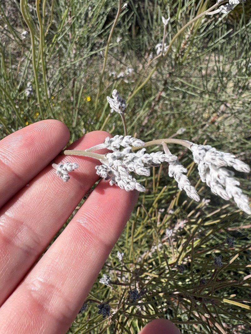 Conospermum stoechadis subsp. stoechadis