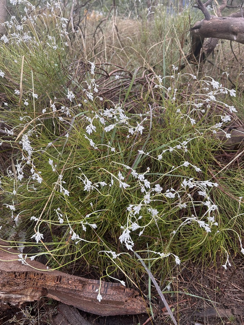 Conospermum stoechadis subsp. stoechadis photo 2