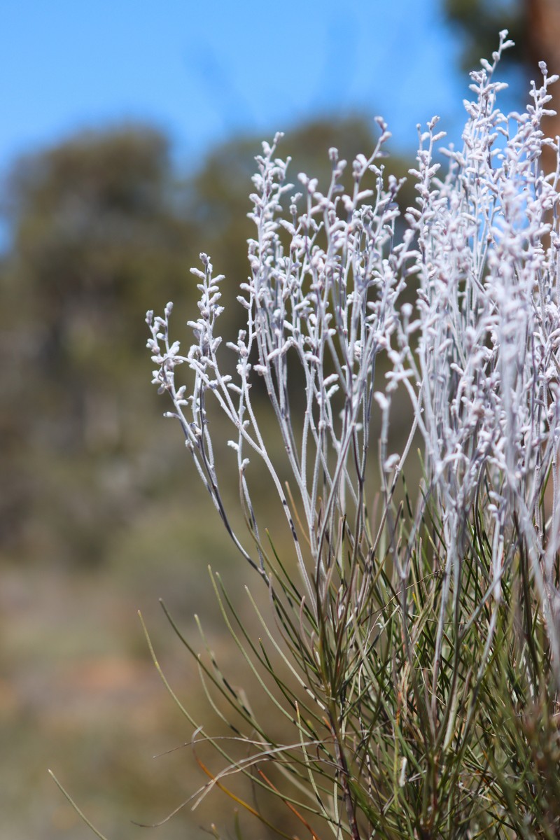 Conospermum stoechadis subsp. stoechadis photo 3