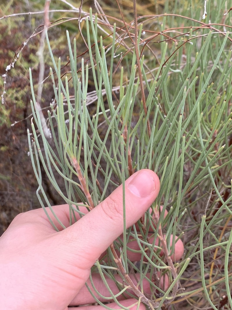 Conospermum stoechadis subsp. stoechadis photo 4