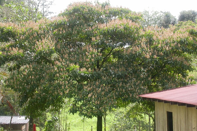Luquillo Mountain Snailwood photo 2
