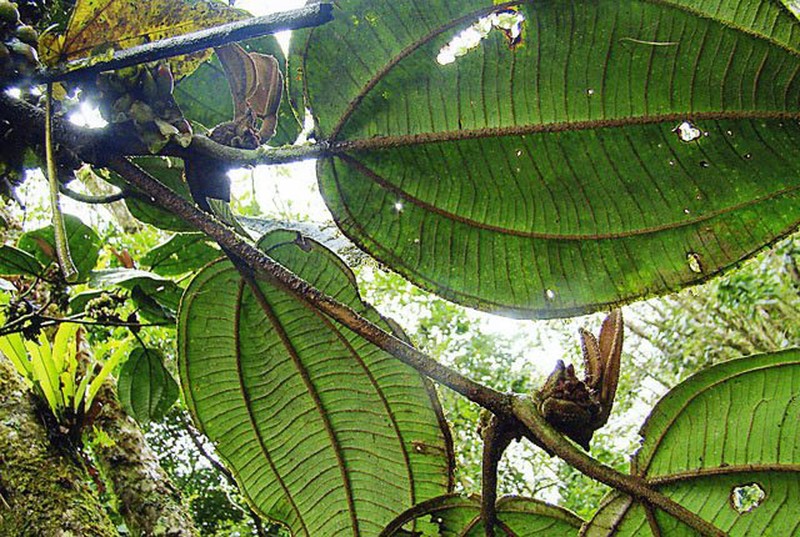 Luquillo Mountain Snailwood