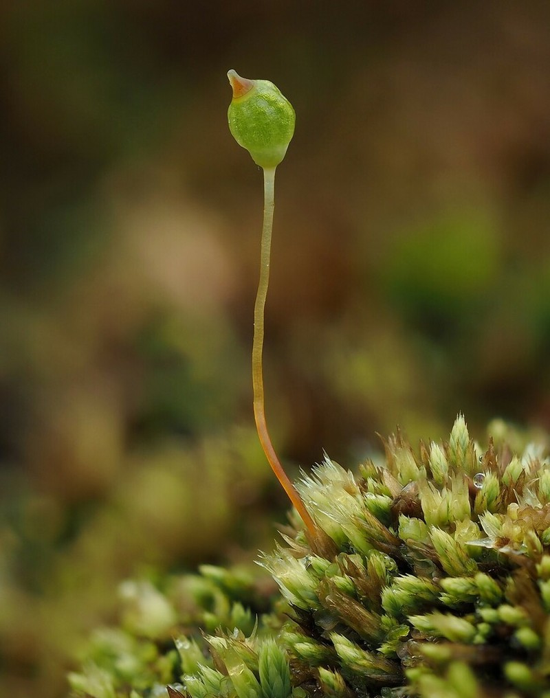 Conostomum Moss