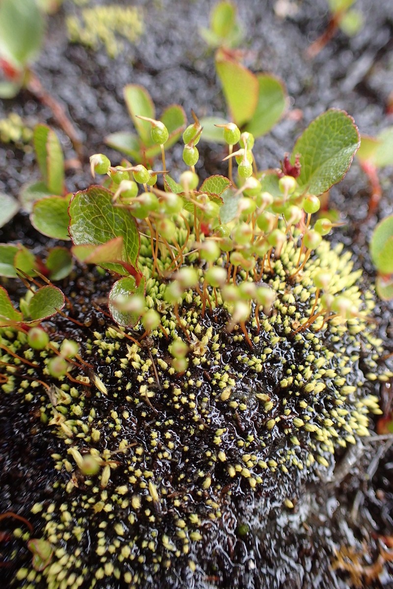 Conostomum Moss photo 2