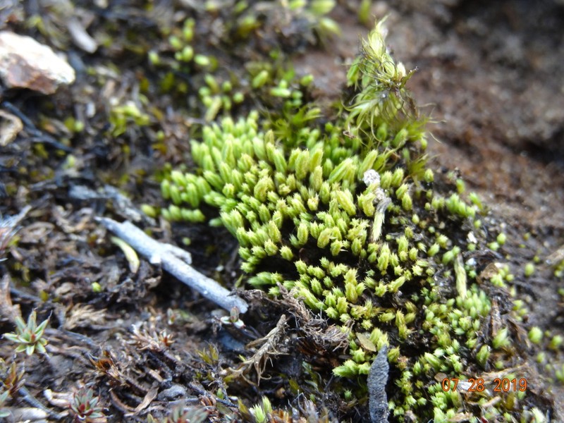 Conostomum Moss photo 3