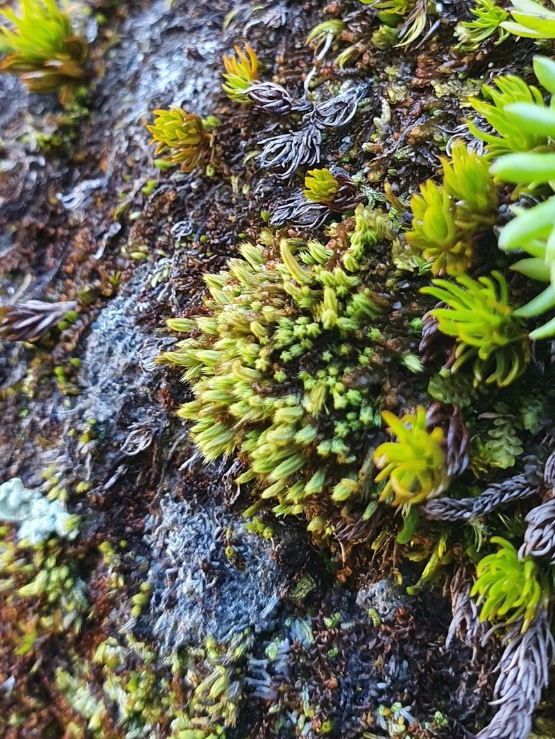 Conostomum Moss photo 4
