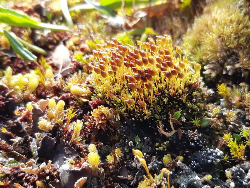 Conostomum Moss photo 5