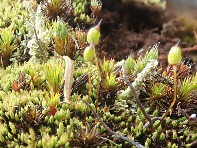 Conostomum Moss photo 6