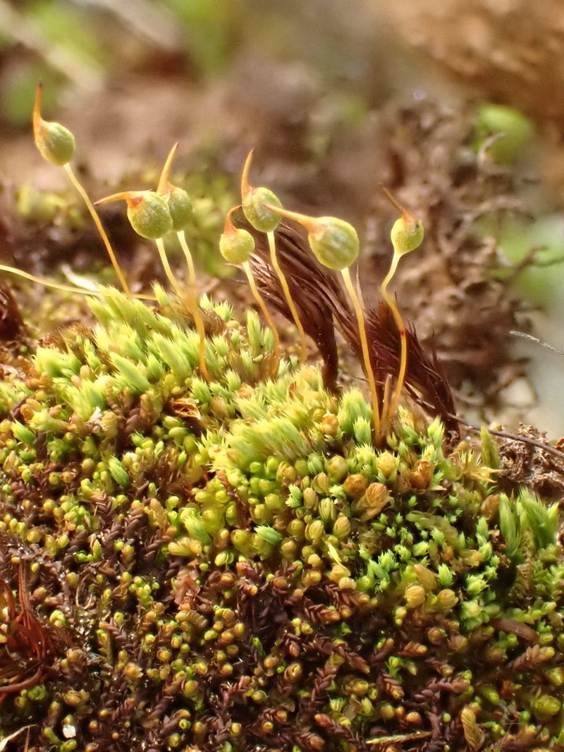 Conostomum Moss photo 7