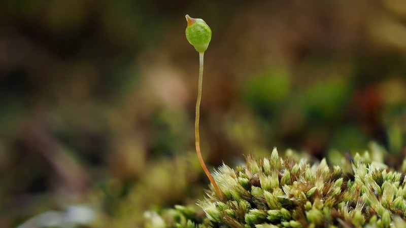Conostomum Moss photo 8