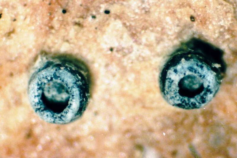 Urceolate Conotrema Lichen