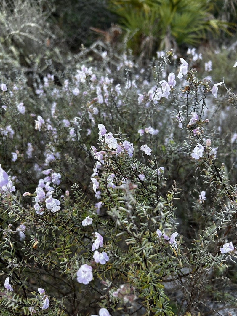 False Rosemary