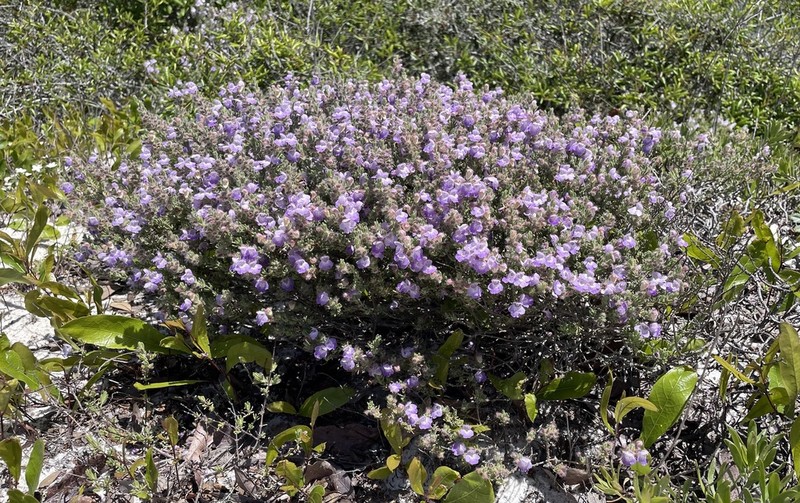 False Rosemary photo 2