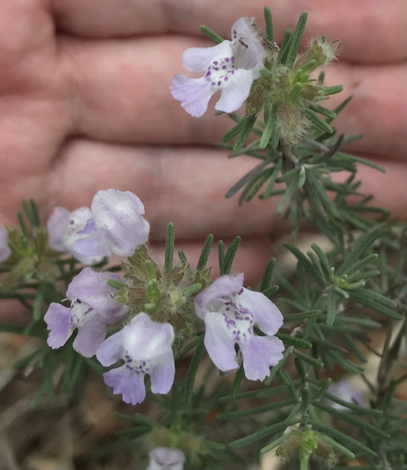 False Rosemary photo 3