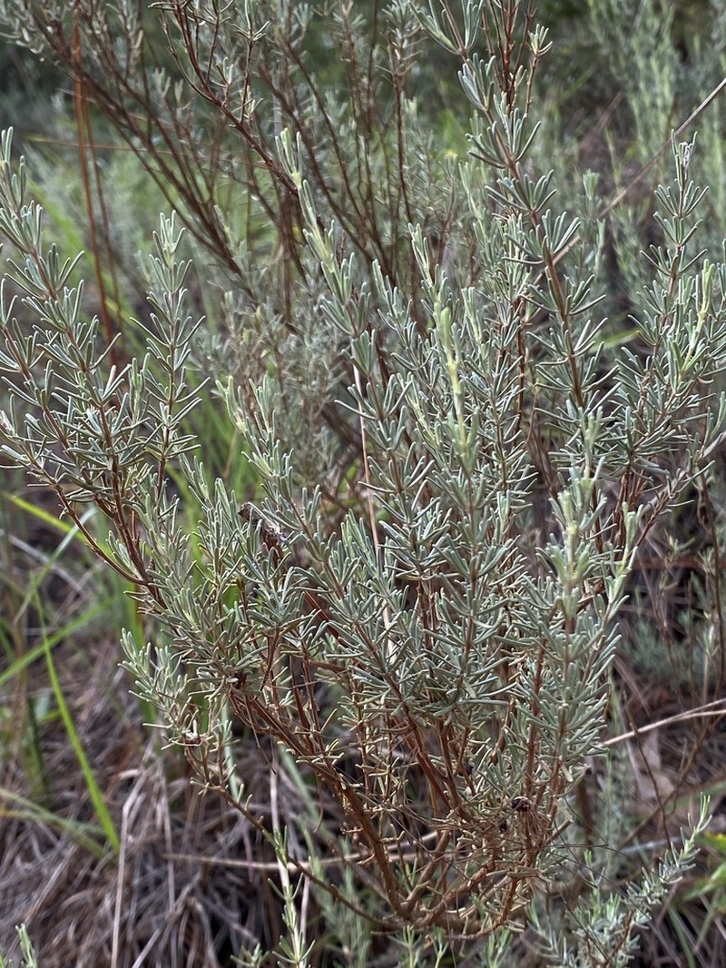 False Rosemary photo 4