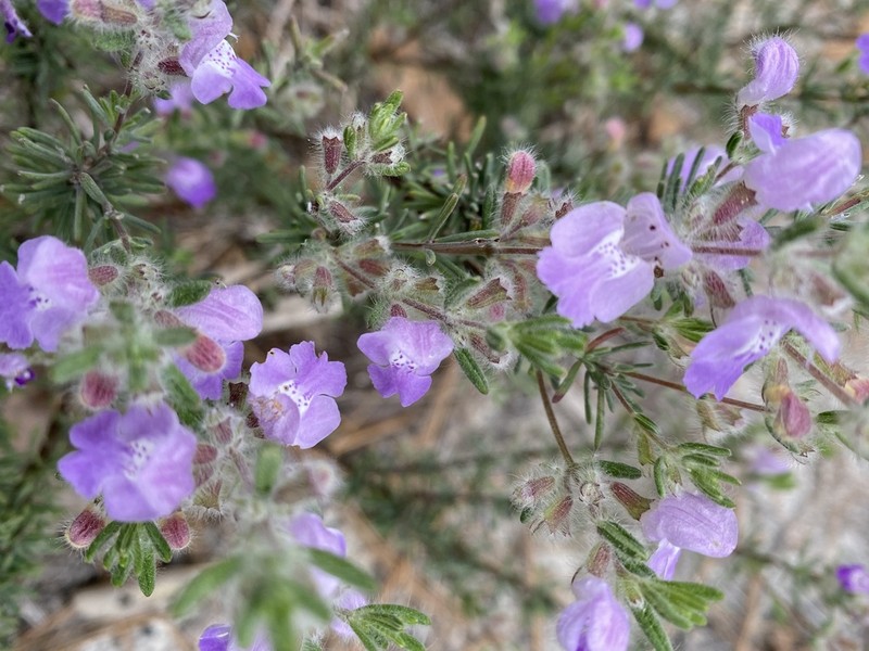 False Rosemary photo 5