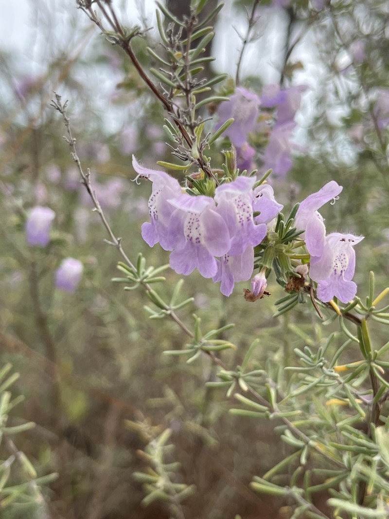 False Rosemary photo 6