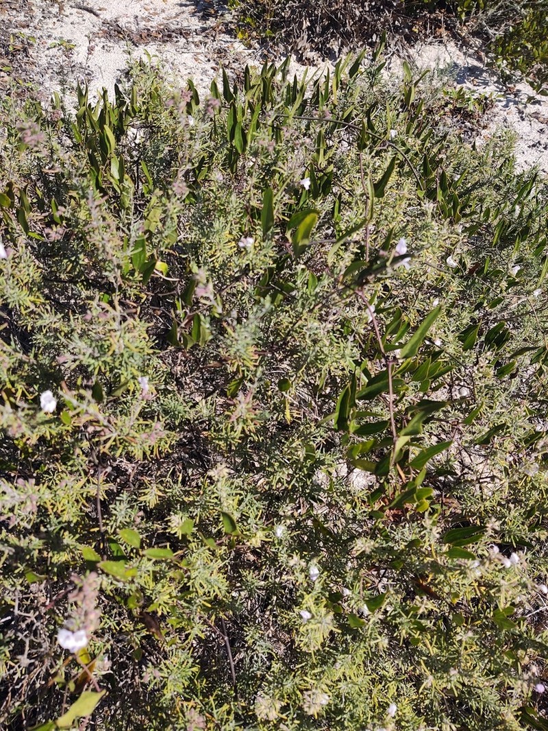 False Rosemary photo 7