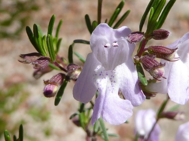 False Rosemary photo 8