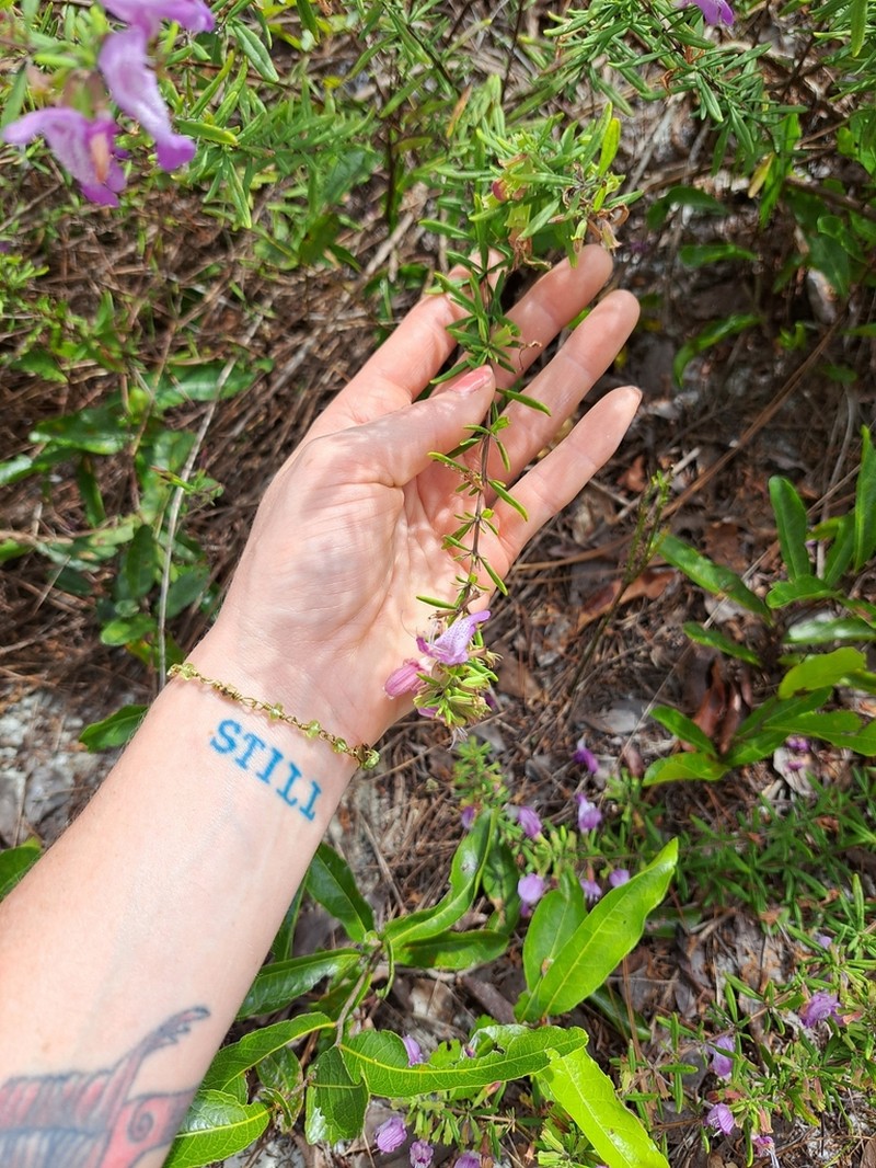 Conradina cygniflora photo 2