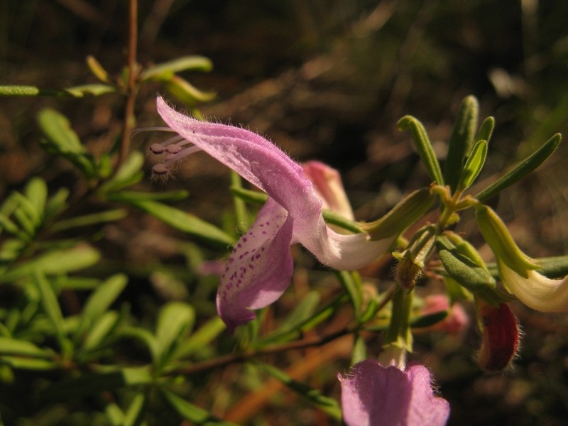 Conradina cygniflora photo 3