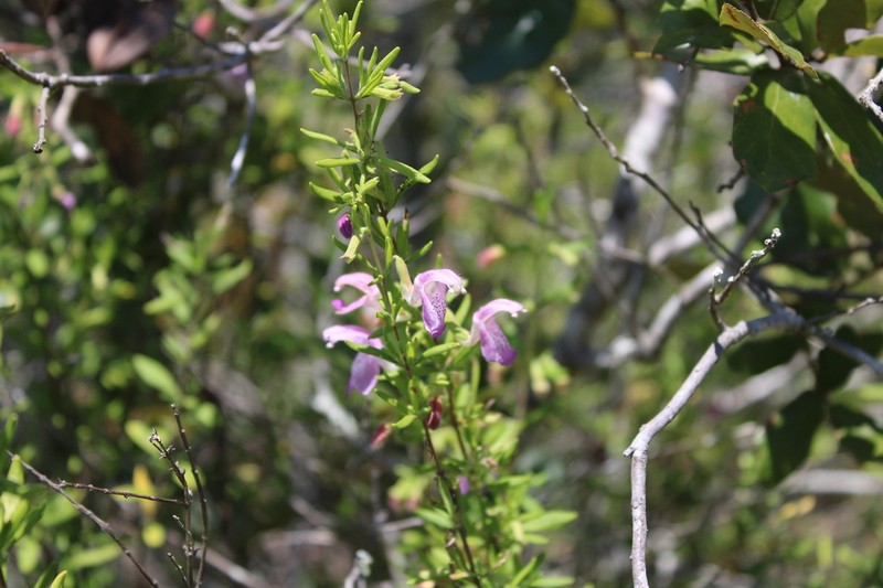 Conradina cygniflora photo 4