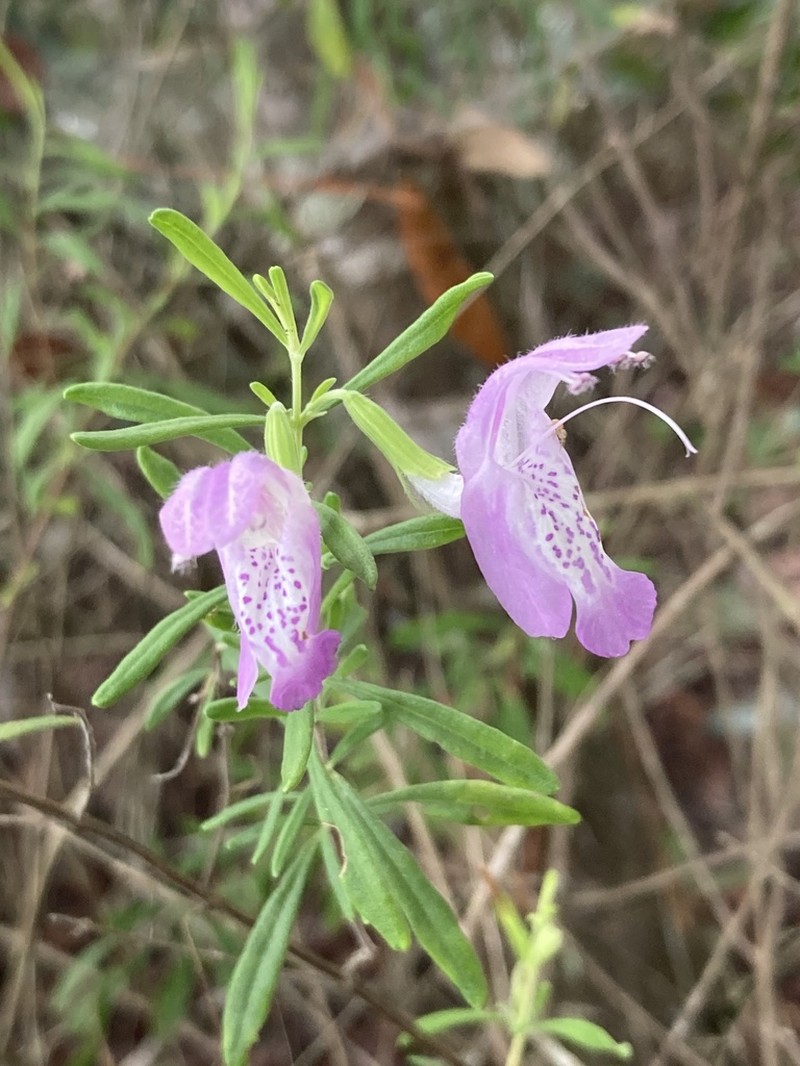 Conradina cygniflora photo 5