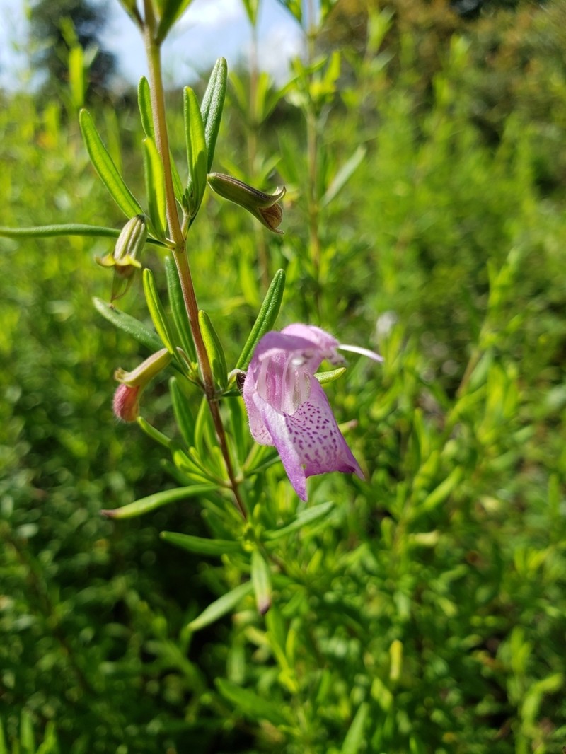 Conradina cygniflora photo 6