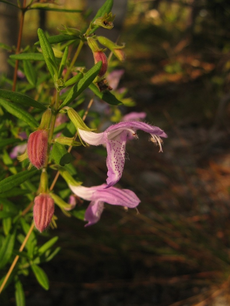 Conradina cygniflora photo 7