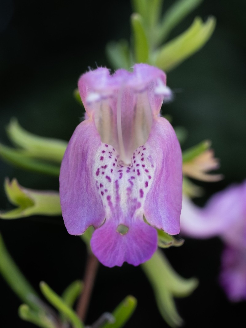 Conradina cygniflora photo 8