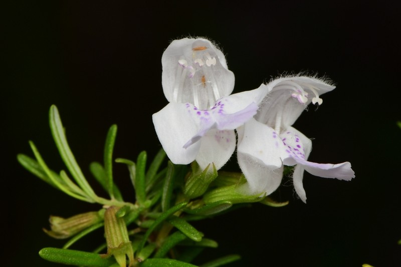 Apalachicola False Rosemary