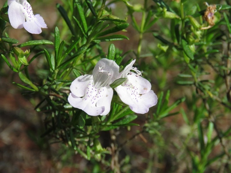 Apalachicola False Rosemary photo 2