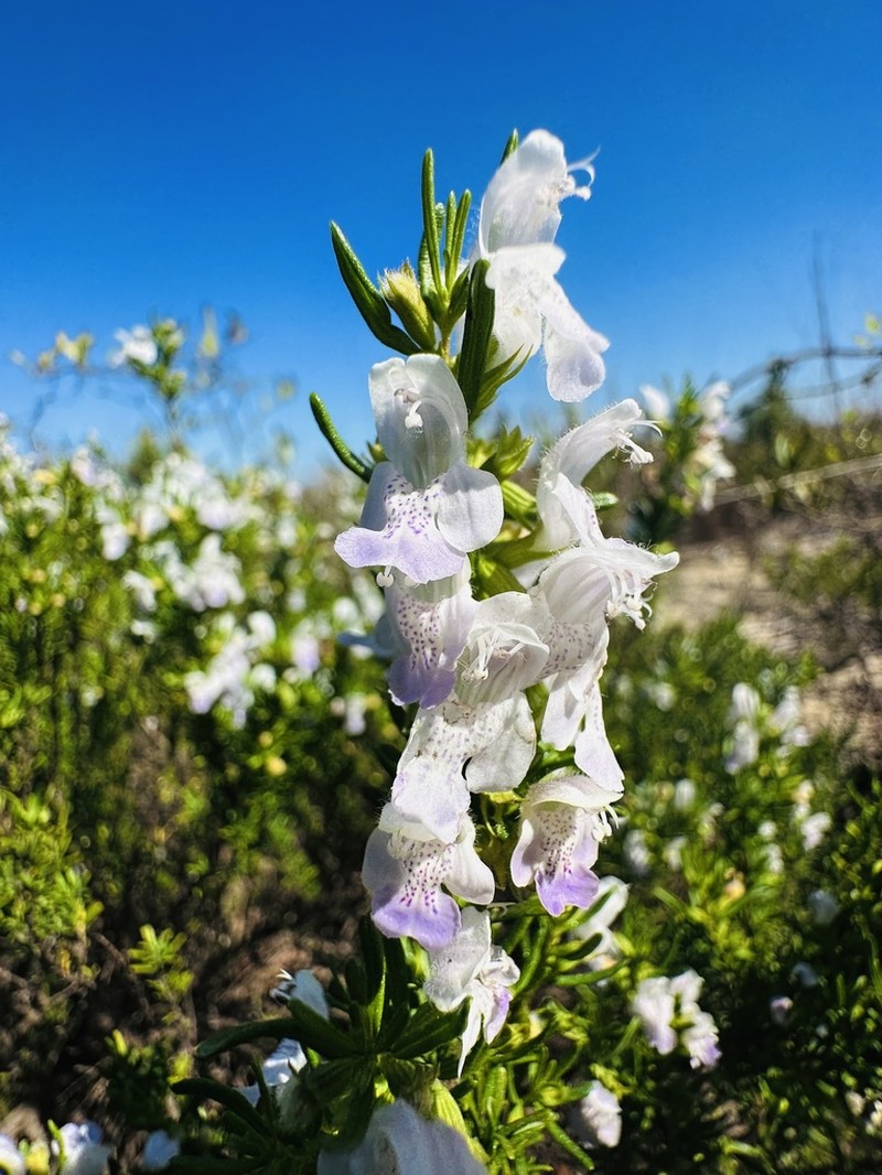 Apalachicola False Rosemary photo 3