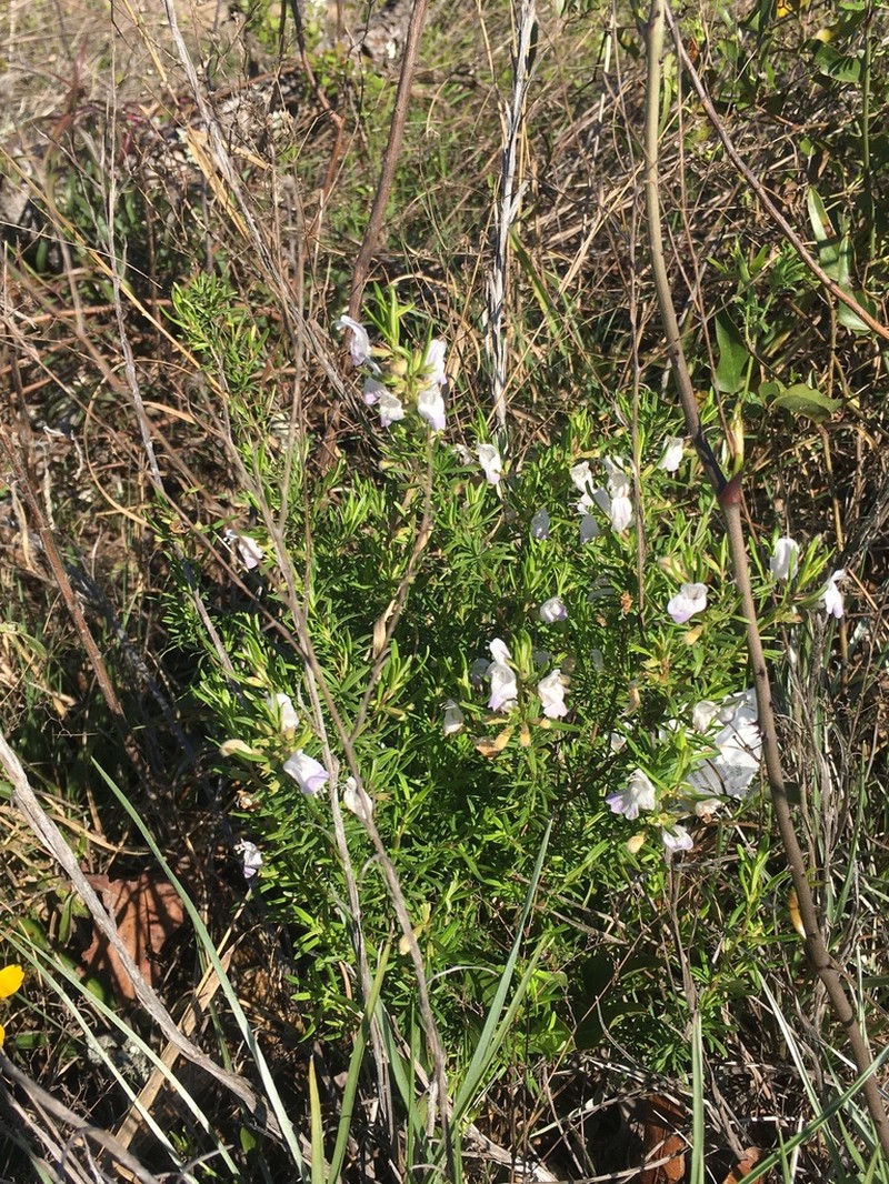 Apalachicola False Rosemary photo 4
