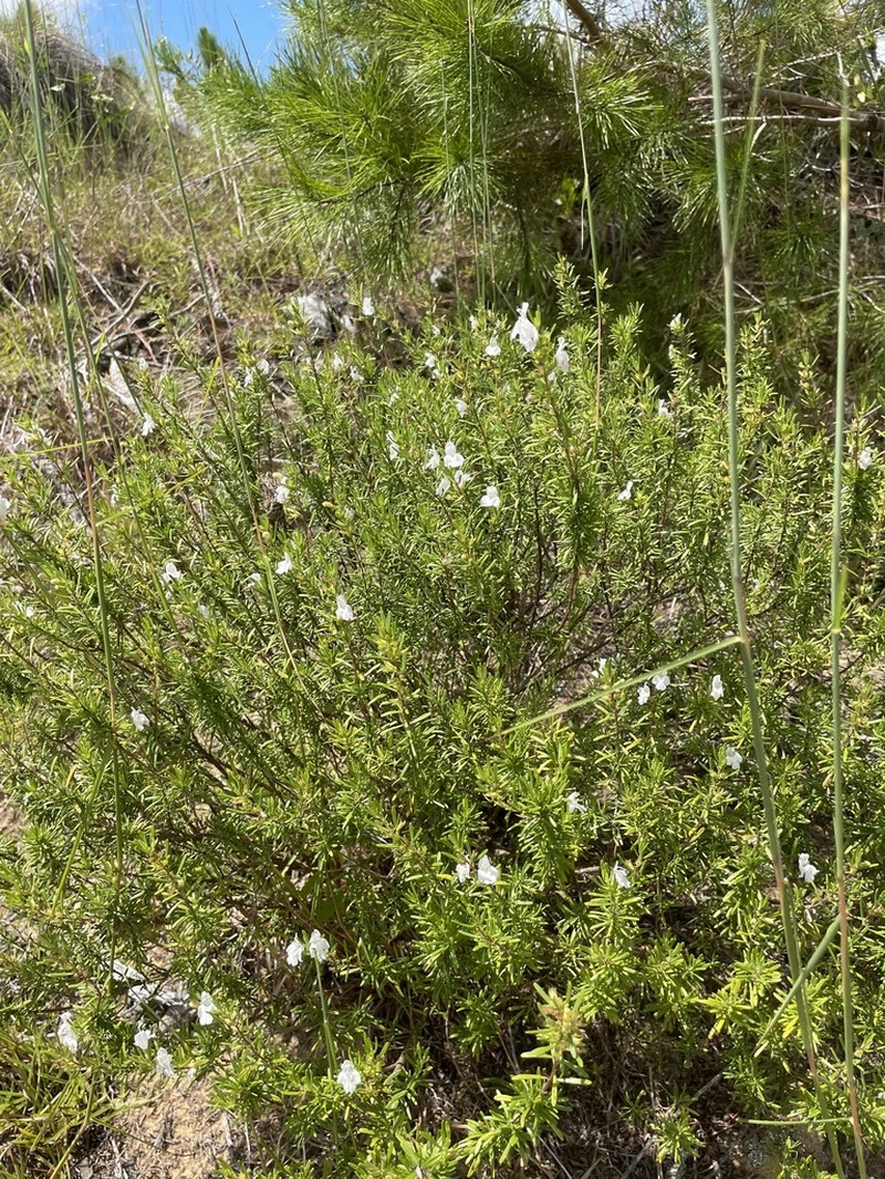 Apalachicola False Rosemary photo 5