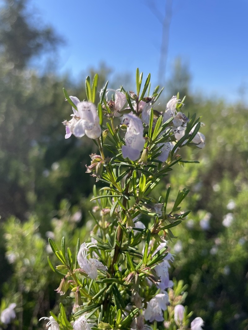 Apalachicola False Rosemary photo 6