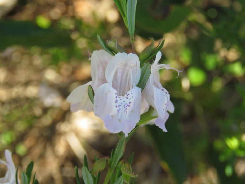 Apalachicola False Rosemary photo 7