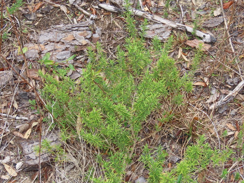 Apalachicola False Rosemary photo 8