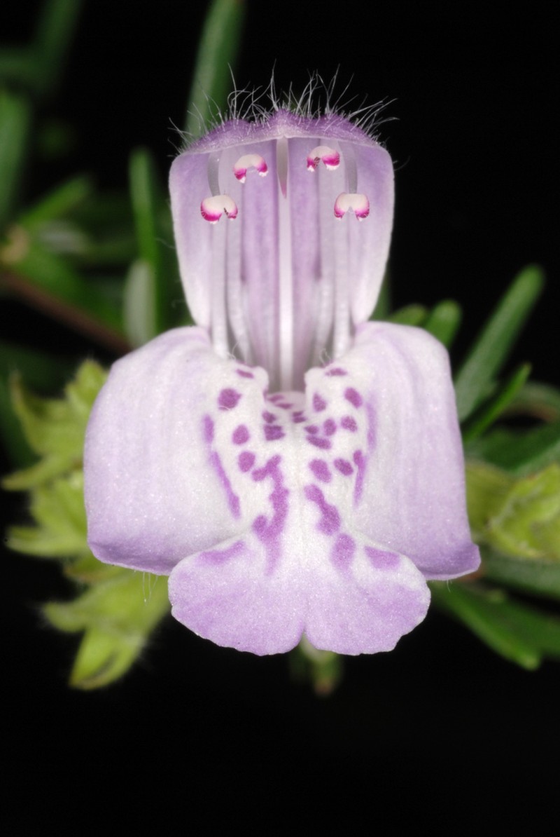 Largeflower False Rosemary