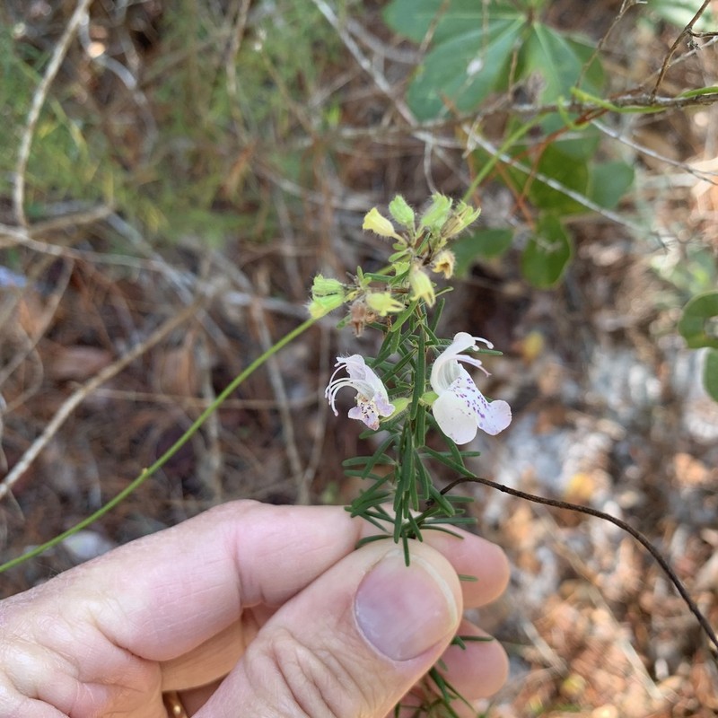 Largeflower False Rosemary photo 2