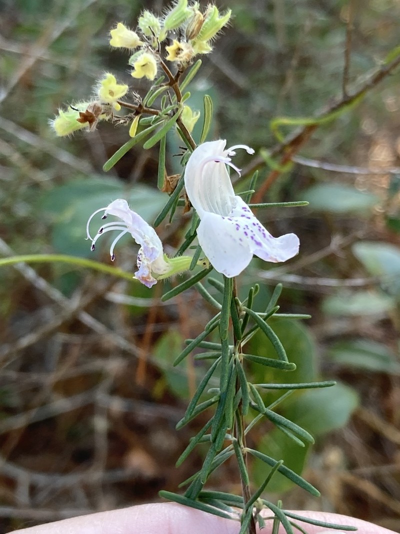 Largeflower False Rosemary photo 3