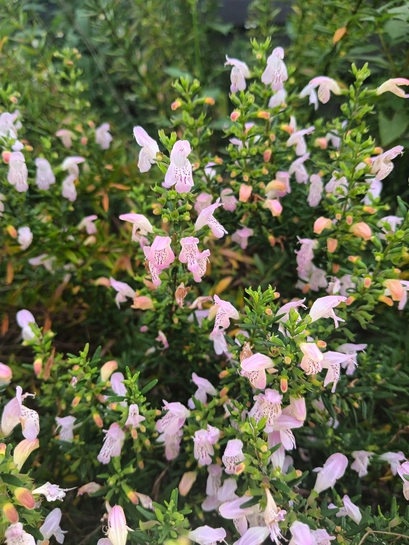 Largeflower False Rosemary photo 4