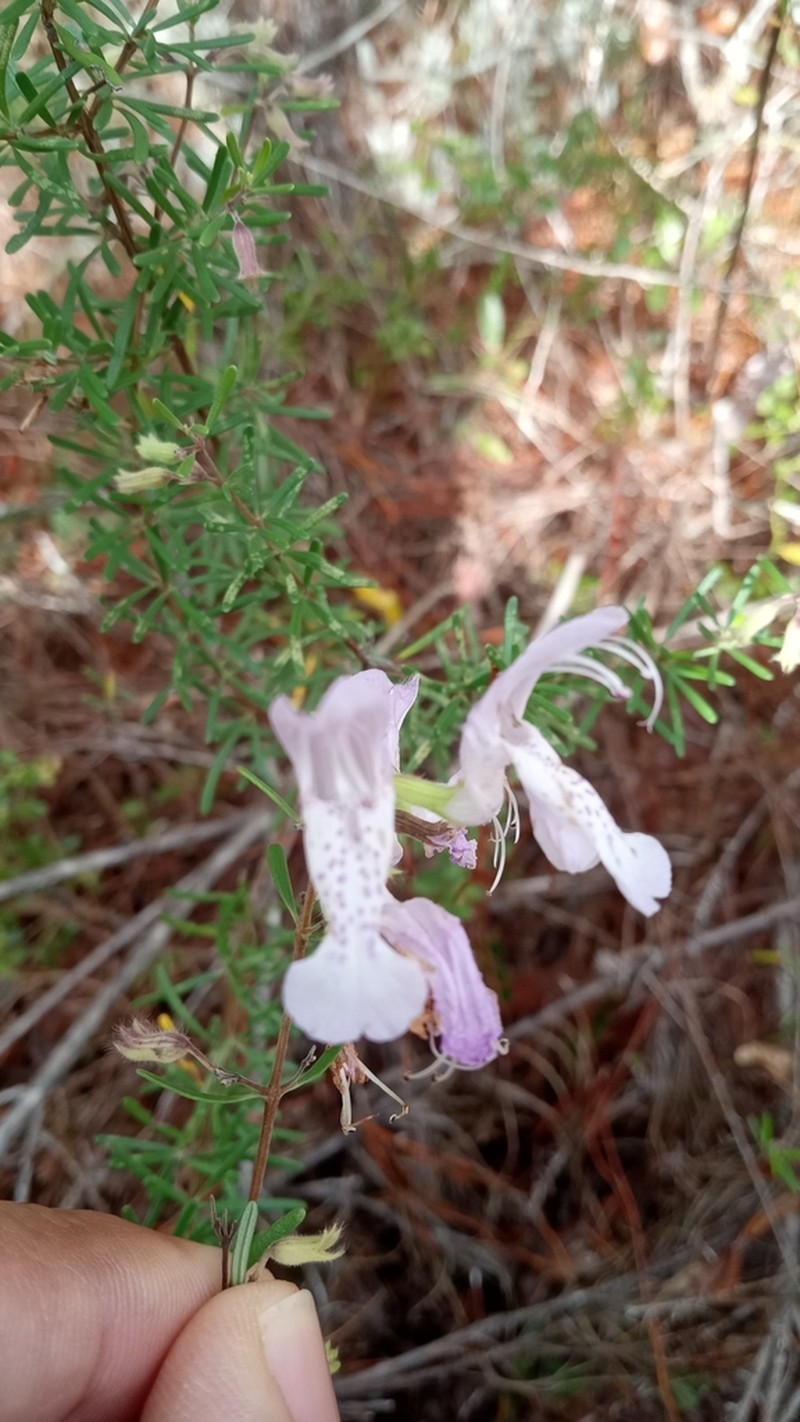 Largeflower False Rosemary photo 5