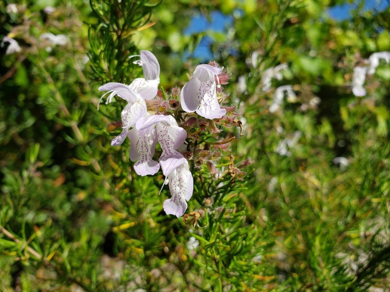 Largeflower False Rosemary photo 6