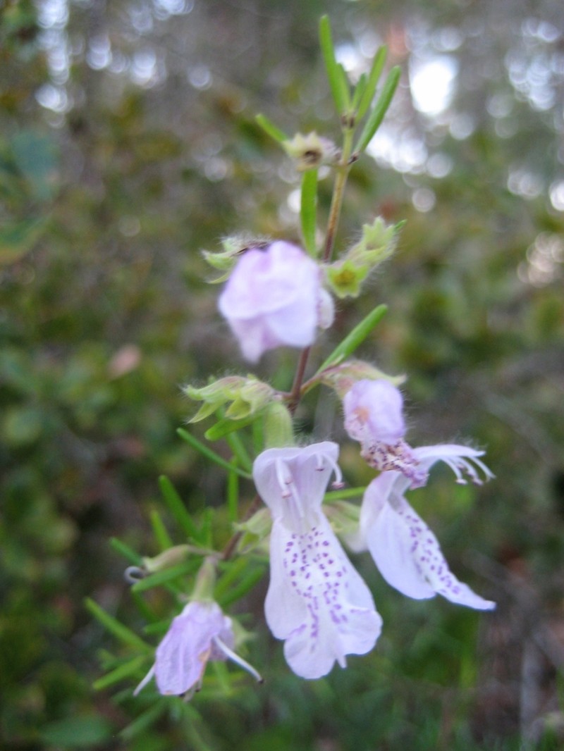 Largeflower False Rosemary photo 7