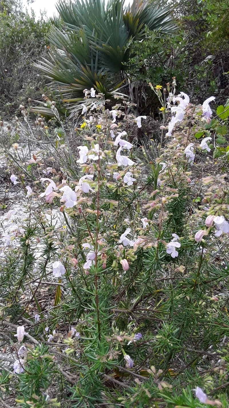 Largeflower False Rosemary photo 8