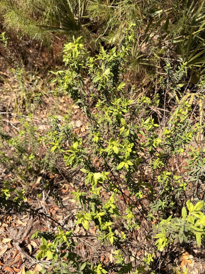 Etoniah Rosemary